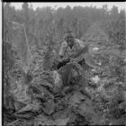 Man with damaged crops